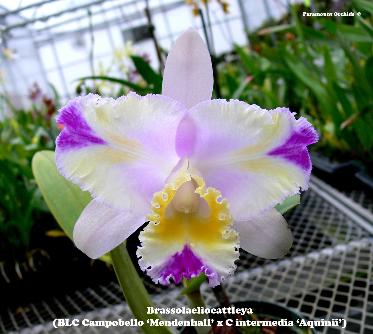 Cattleya Family